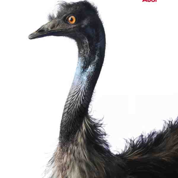 Emu 068